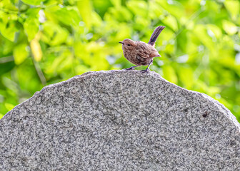 Indian Robin ready to take off