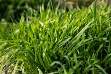microgreens growing  organic bio gardening