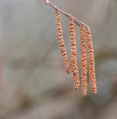Close up on hazel catkins, corylus avellana