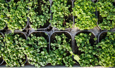 microgreens growing  organic bio gardening