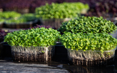 microgreens growing  organic bio gardening