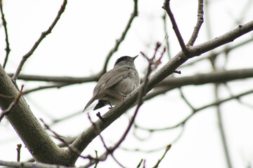 Oiseau