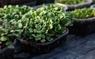 microgreens growing  organic bio gardening