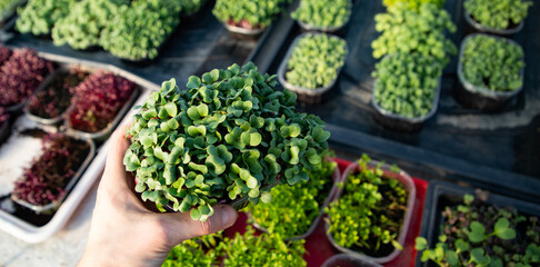 microgreens growing  organic bio gardening
