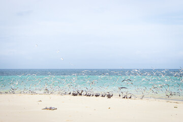 Fototapeta na wymiar Flock of white and black birds on tropical beach. Seagulls on white sand beach. Scenic tropical seascape with blue water. Sea birds on incredible shore. Vacations in paradise. Flying birds on coast.