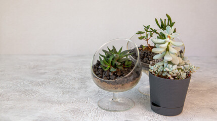 Various types of succulents in pots. Home flowers, hobby.