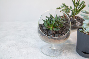 Various types of succulents in pots. Home flowers, hobby.