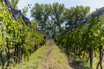 Fototapeta na wymiar Merloc Sauvignon grape harvester in Mendoza, Argentina.