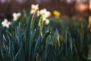 very first narcissus in the park