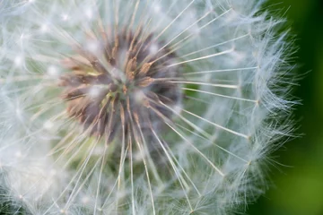 Foto op Plexiglas Close up of a dandelion flower in seed, known as a dandelion clock © Marlon