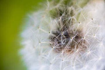 Close up of dandelion seeds, known as a dandelion clock