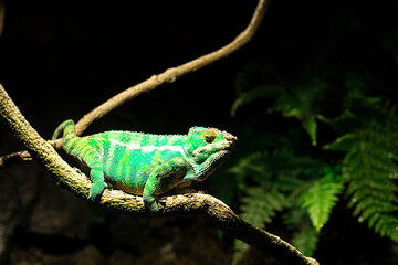 A small green chameleon on a branch in a natural environment in a terrarium.