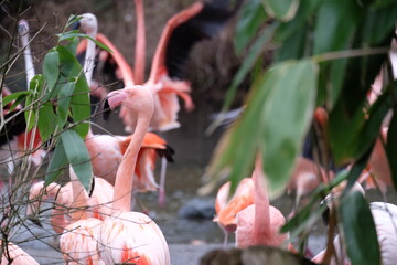 Flamingo
