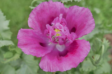 Fototapeta na wymiar Poppy flower/Fleur de pavot