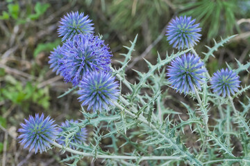 Azure ball, thistle/Boule azurée, chardon