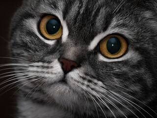 Portrait of a Scottish cat with big yellow eyes. Happy pets. Veterinary clinic advertising concept.