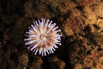 Naklejka na ściany i meble cute little anemone in shades of white and purple in its habitat on the seabed at night
