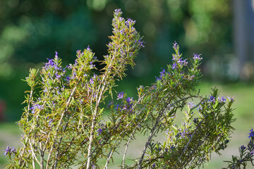 Rosemary flowers/Fleurs de romarin