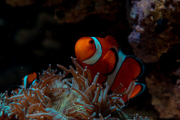 clown fish swims in animonia reefs