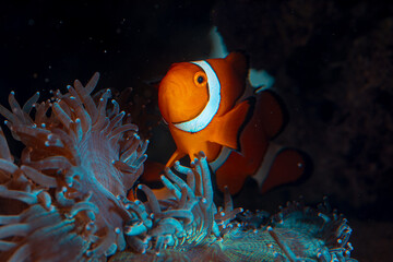 Naklejka na ściany i meble clown fish swims in animonia reefs