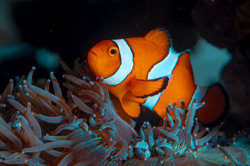 Fototapeta na wymiar clown fish swims in animonia reefs