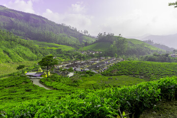 Fototapeta na wymiar Tea gardens. Tea plantations at its best view . Stock Photo