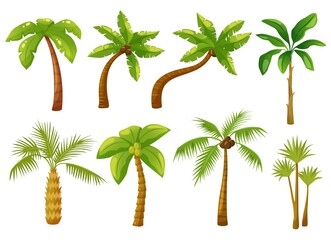 Cartoon tropical palm trees with green leaves, coconut tree. Summer vacation hawaii beach greenery, exotic jungle palm plants vector set. Rainforest elements with foliage, environment