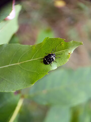 Black true bug on leaf