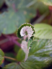 Curled leaf bramble