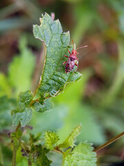 Macro true bug hemiptera on leaf brown