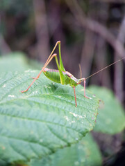 green grasshopper on a leaf