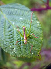 Green cricket on leaf