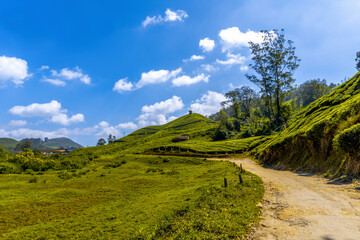 Tea gardens. Tea plantations at its best view . Stock Photo