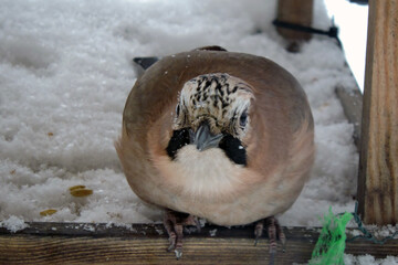 A portrait of a Eurasian jay sitting inside a wooden bird feeder full of snow