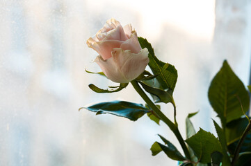a delicate coral rose bud on the background of the window