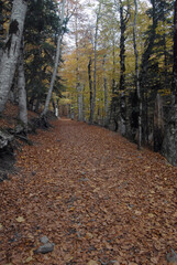 Obraz premium Ordesa en otoño.Pirineo aragones