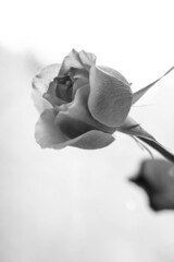 black and white image of a rosebud on a light background © Olga