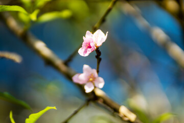 Blooming peach tree