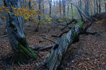 Pirineo aragones en otoño.Huesca.España