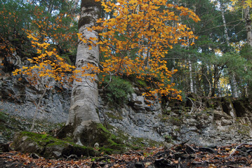 Pirineo aragones en otoño.Huesca.España