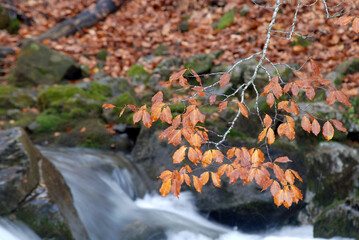 Ordesa en otoño.Pirineo aragonés-Huesca.España