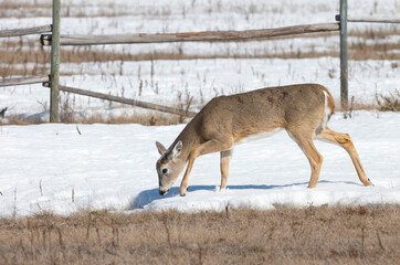 A white-tailed deer foraging for food in the snow. Taken in British Columbia, Canada