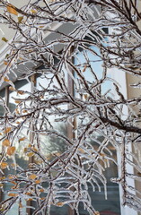 Frozen tree branches in early spring