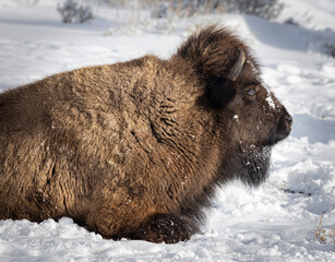 Bison Yellowstone February 2022