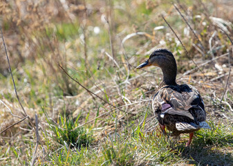 Close-up of wild duck, mallard walking in the grass