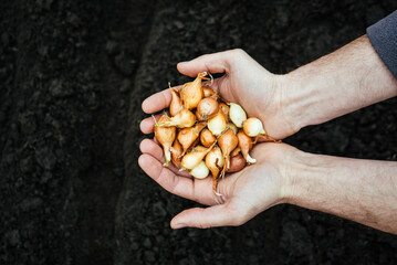 man holds onions in his hands for planting in the ground