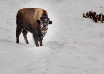 Naklejka premium Bison Yellowstone February 2022