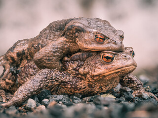 Nahaufnahme von zwei Erdkröten bei der Paarung auf dem Weg zu ihren Laichgewässer.