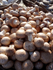 Chestnut mushrooms on a farmers market stall in the Aegean coastal town Yalikavak, Bodrum, Turkey.  