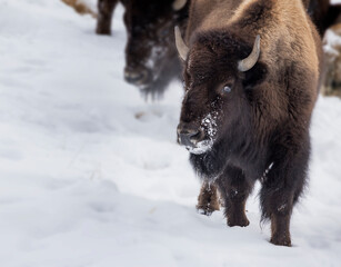 Fototapeta premium Bison Yellowstone February 2022